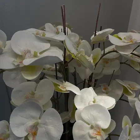 Alissa ベッド・アンド・ブレックファスト ローマ